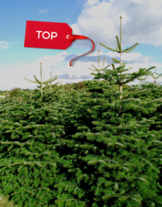 Kerstboom kopen Utrecht